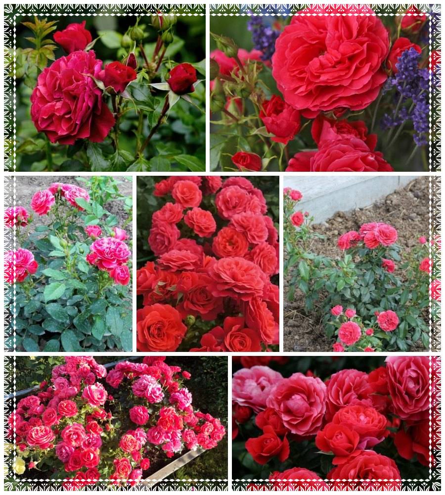 Cherry Girl róże rabatowe